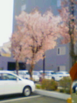 sakura