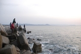 海サクラも