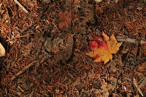20141018_121210