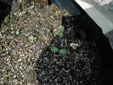 DSCN2116