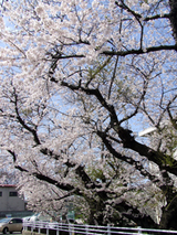 DSCF2907-