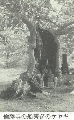 倫勝寺の船繋ぎのケヤキ