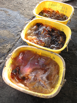 �������󥯥饲