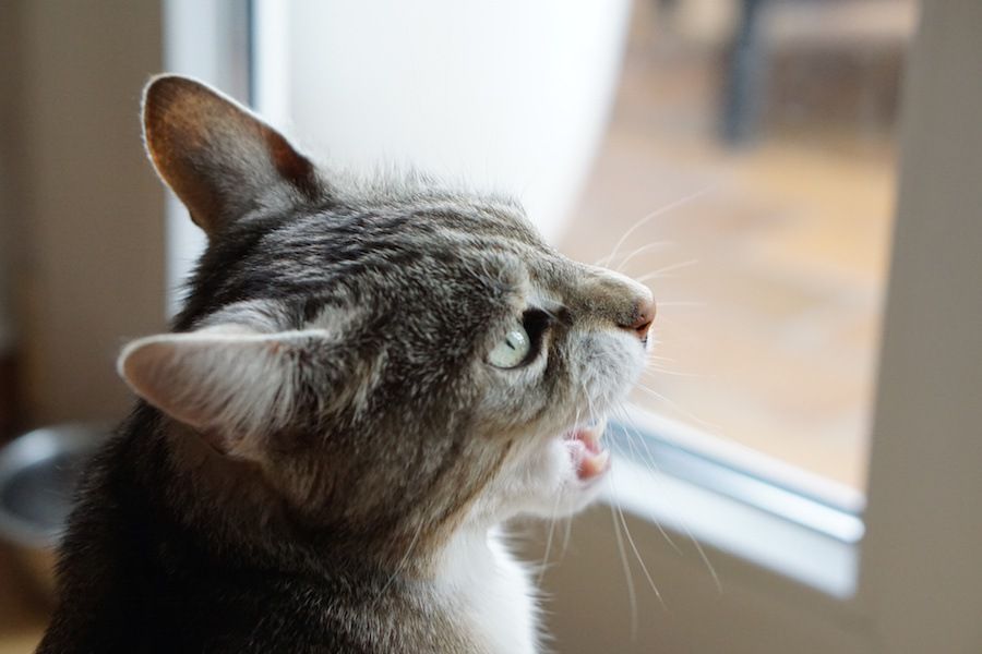 窓の外を見て鳴く猫