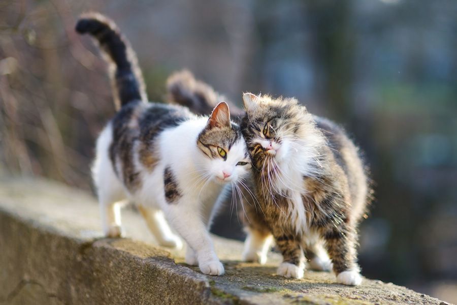 頭をくっ付けて歩く二匹の猫