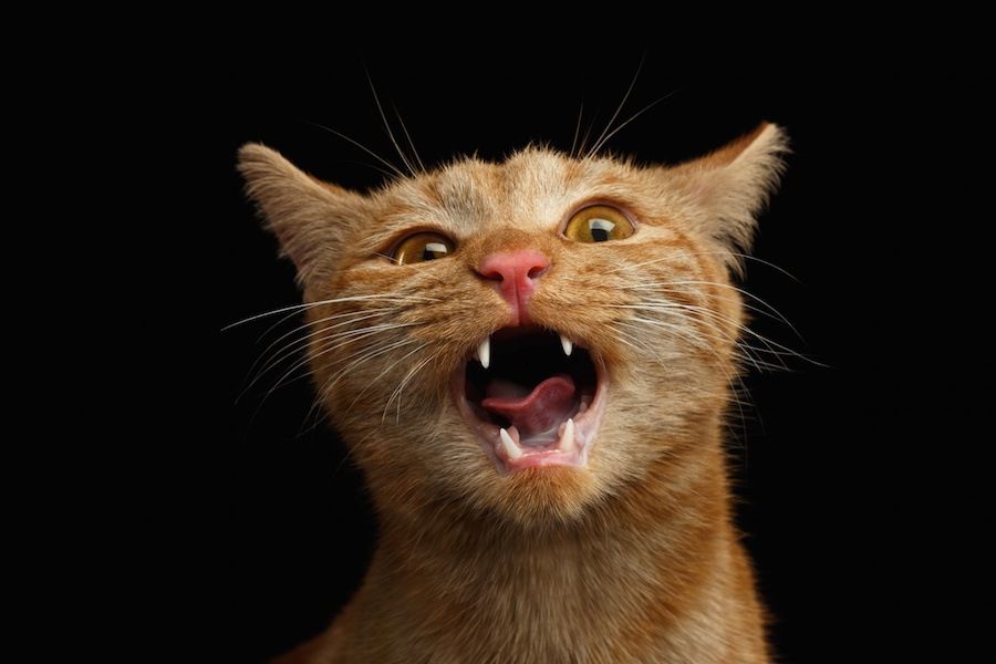 懸命に鳴く茶トラの子猫