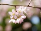 桜の枝