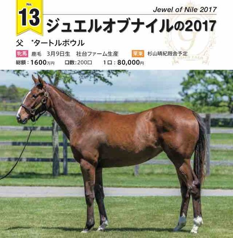 グリーンファーム愛馬会2018年度1歳募集馬 13 ジュエルオブナイルの2017 ねこパンチの一口馬主