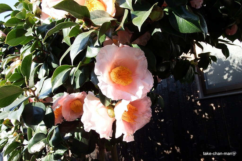 DSCF0762