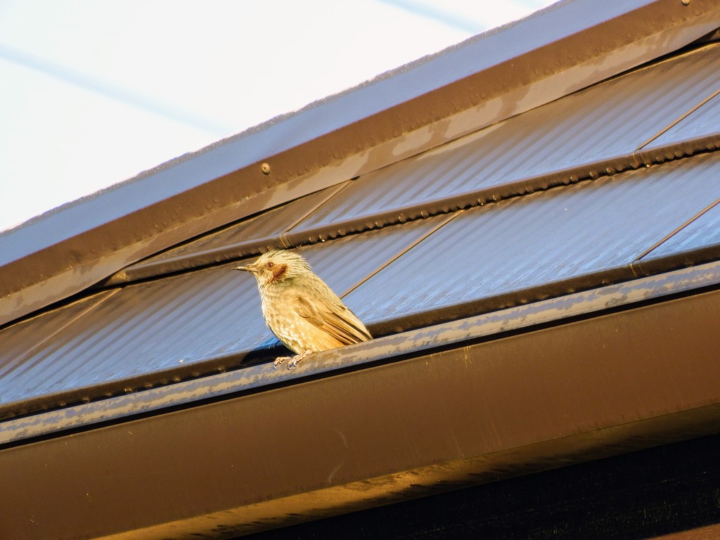 DSCF2254