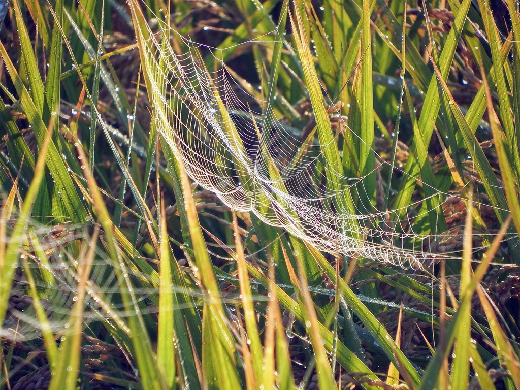 DSCF3968