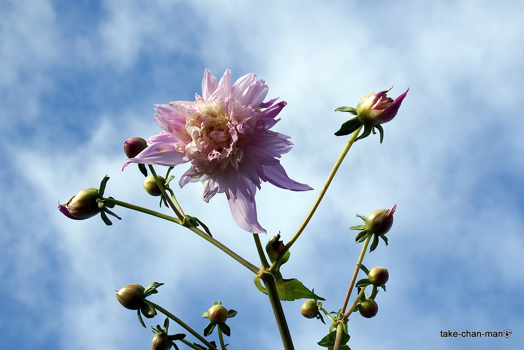 DSCF5132