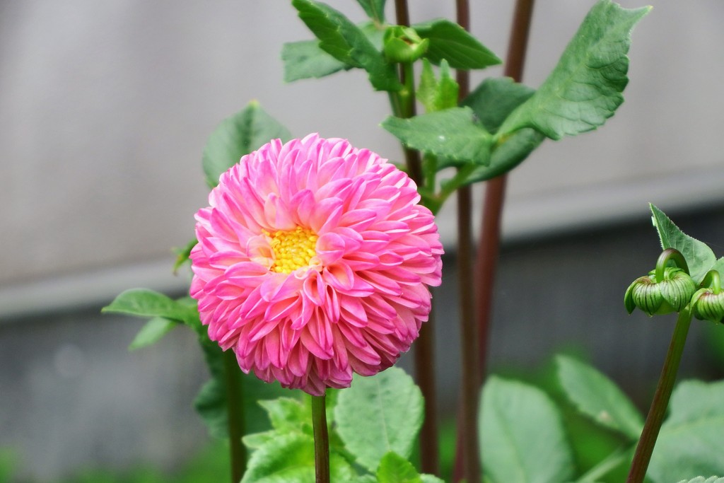 DSCF8052