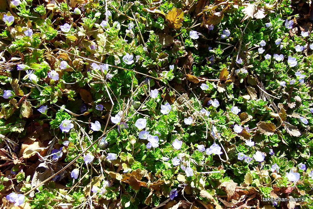 DSCF8951