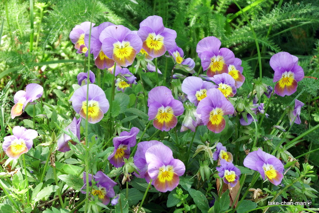 DSCF7966