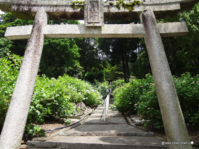 吉備津神社の紫陽花 : れお君と庭の花～fromたけちゃんマン