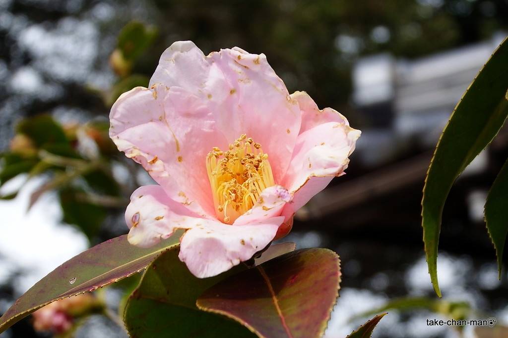 DSCF0161
