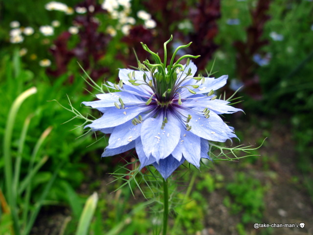 庭のニゲラ ファンシーな花です れお君と庭の花 Fromたけちゃんマン