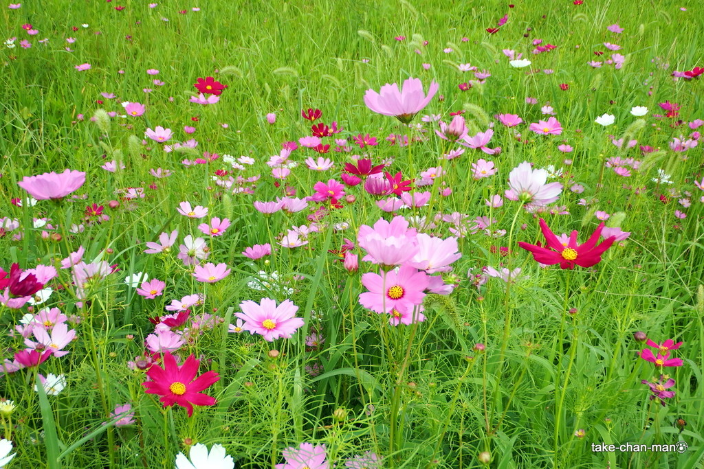DSCF0466