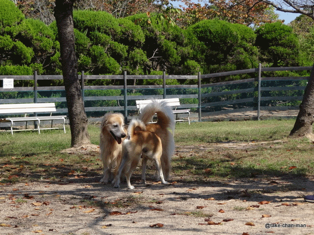 20131015バラ園1
