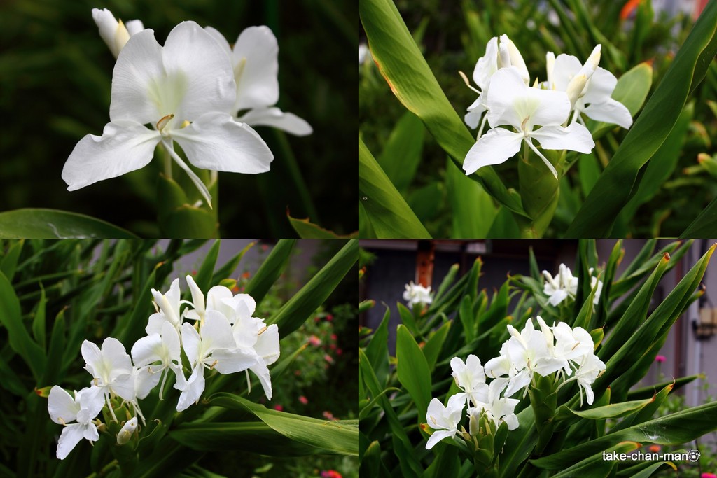 花60D1605216