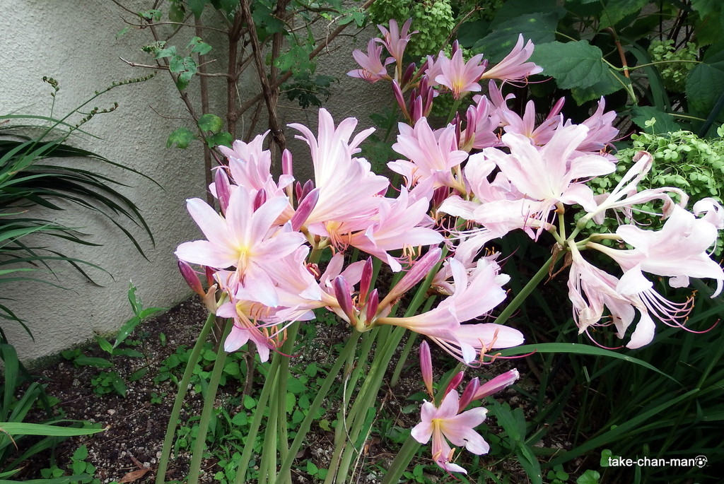 DSCF8663