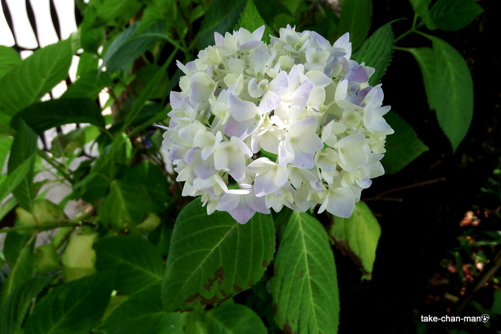 DSCF8495