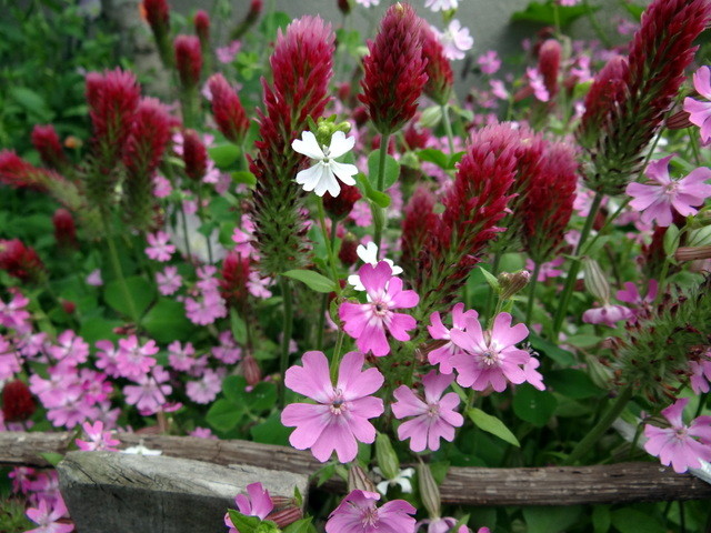 庭のシレネ 袋なでしこ の花です れお君と庭の花 Fromたけちゃんマン