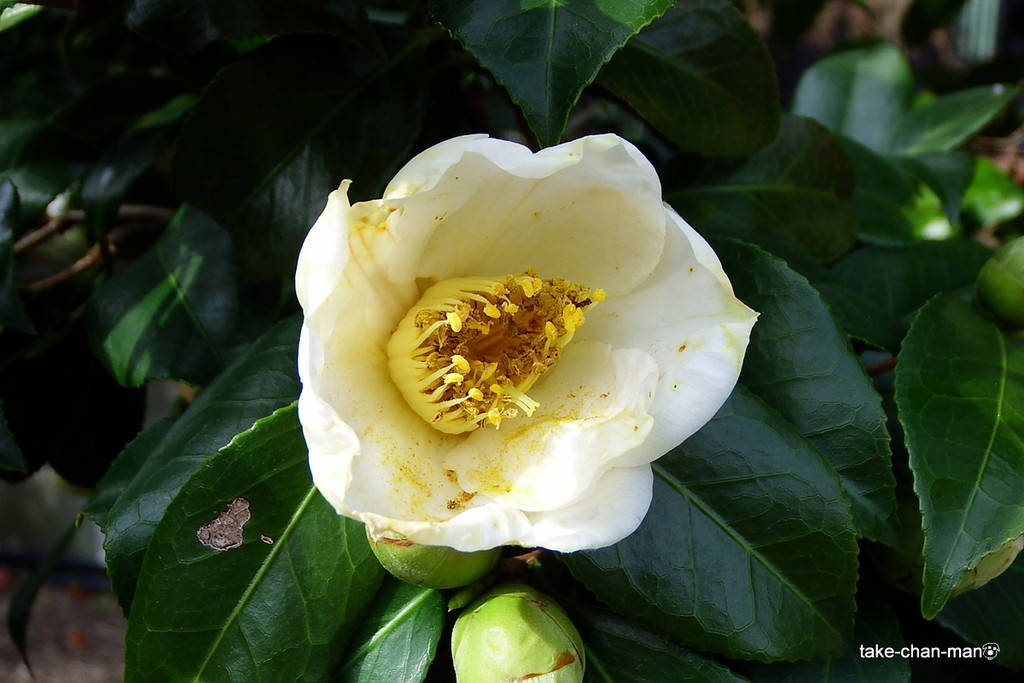 DSCF0150