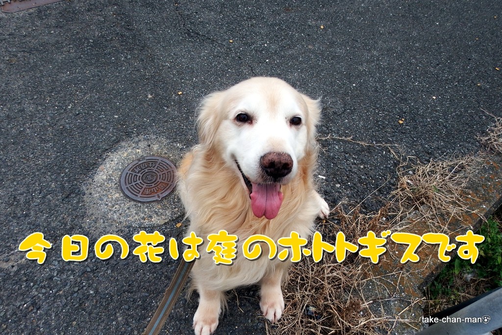 DSCF8841-001