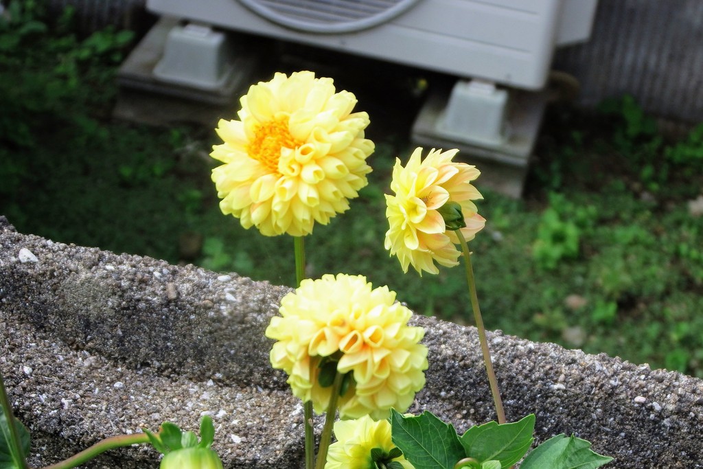 DSCF7814
