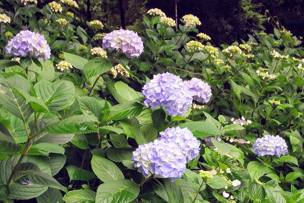 DSCF6807