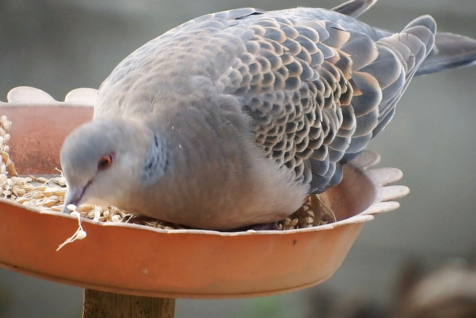 20170326鳩3