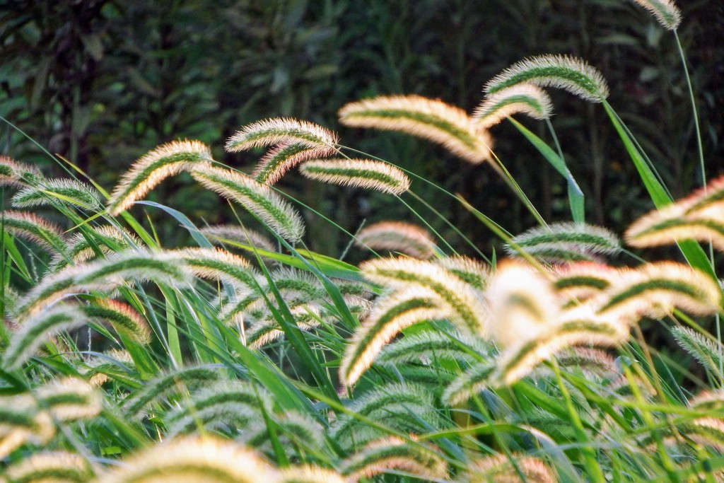 DSCF1850 (1)