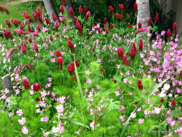 庭のシレネとストロベリーキャンドルの花 れお君と庭の花 Fromたけちゃんマン