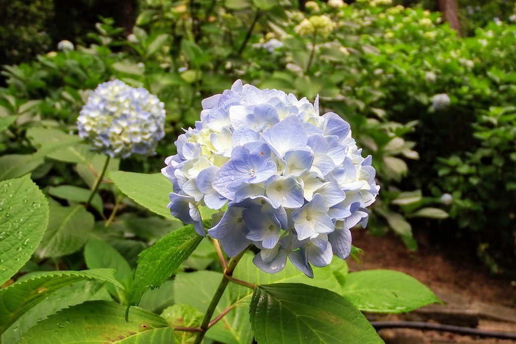 DSCF6816-001