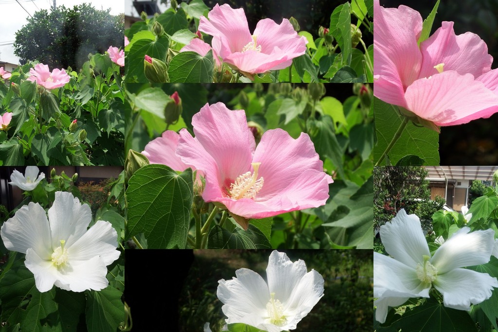 花1605213
