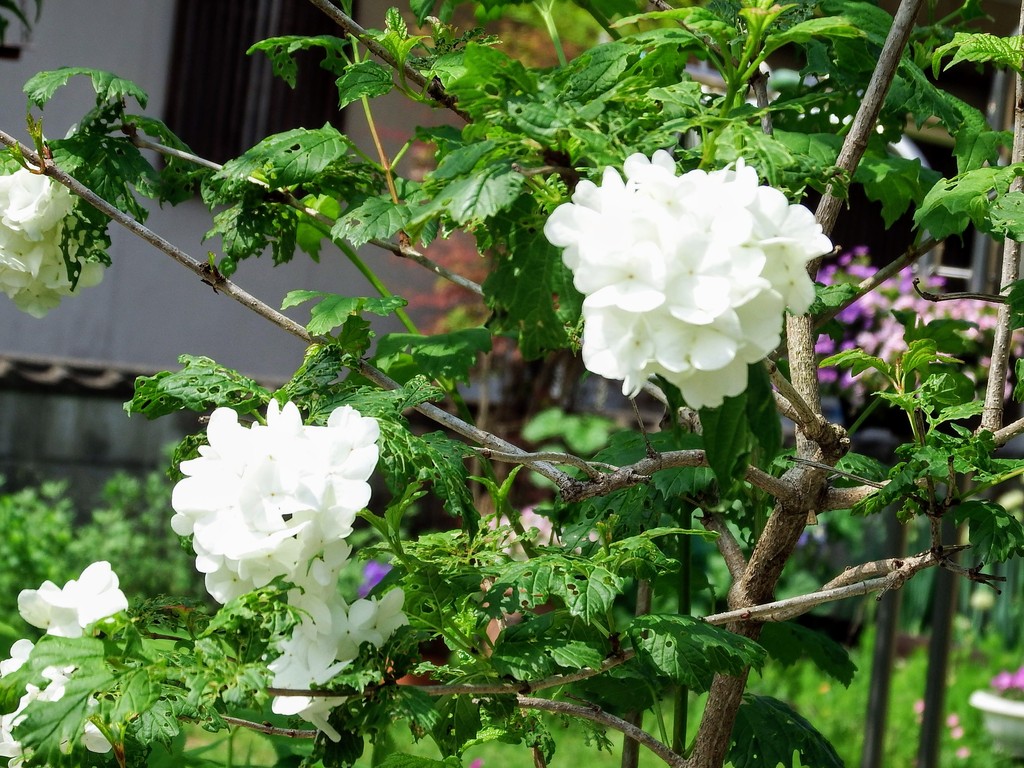 DSCF0494