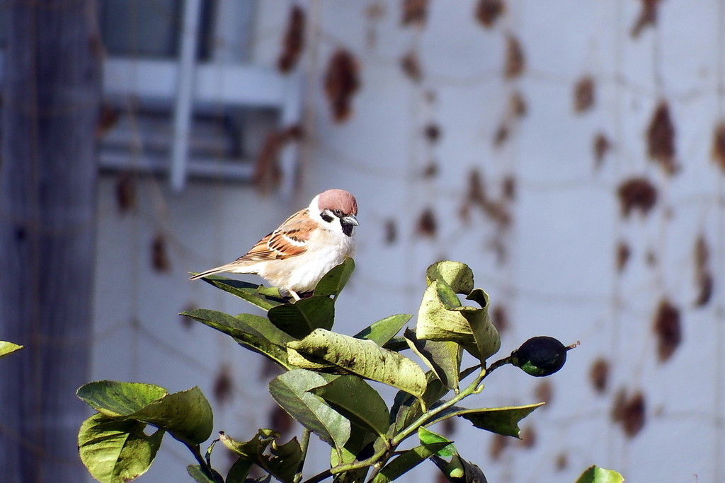 DSCF6711
