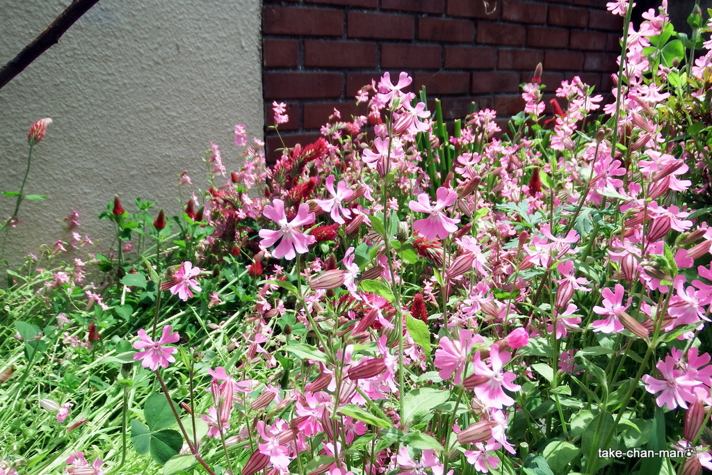 DSCF6978