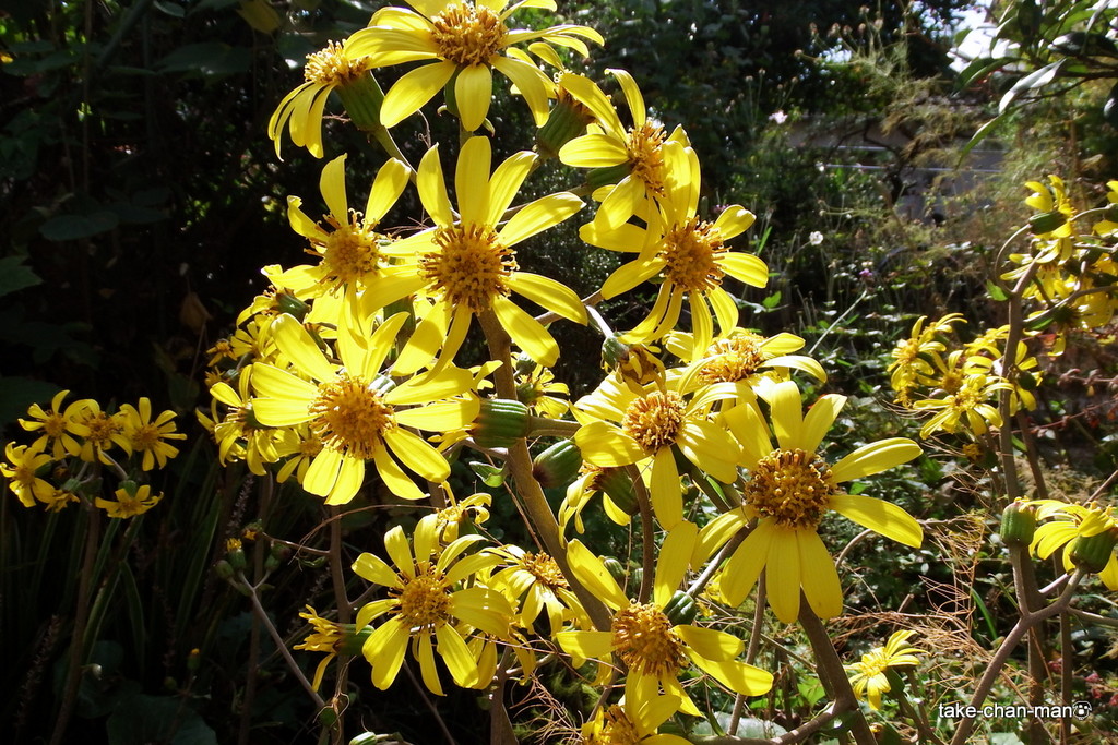 DSCF9017