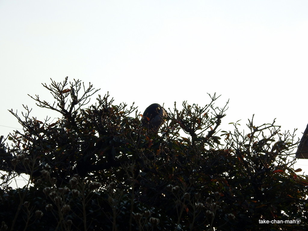 DSCF1274-001