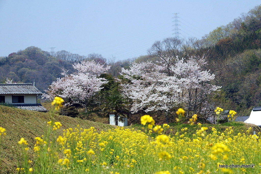 DSCF3084