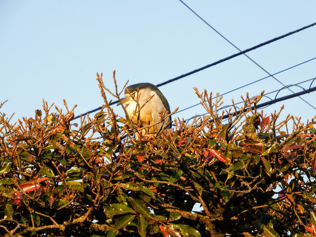 DSCF1281-001