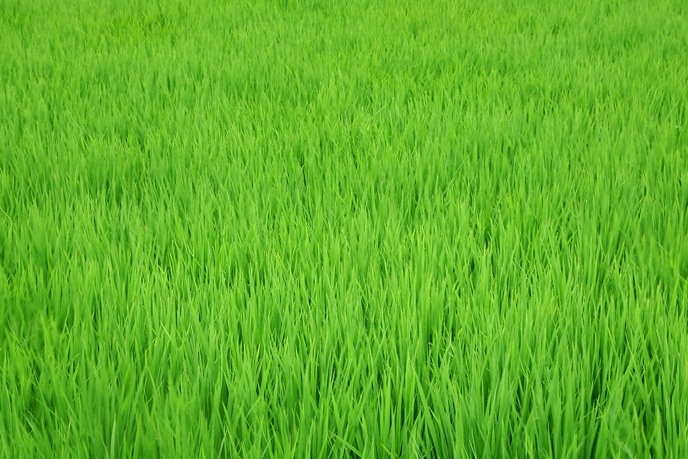 S0031907-ANIMATION