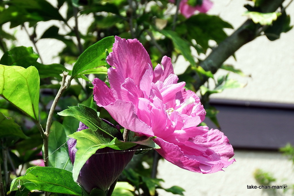 DSCF1622