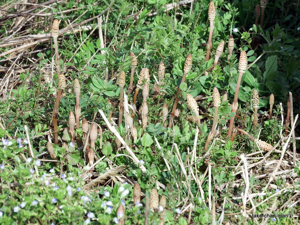 DSCF4952