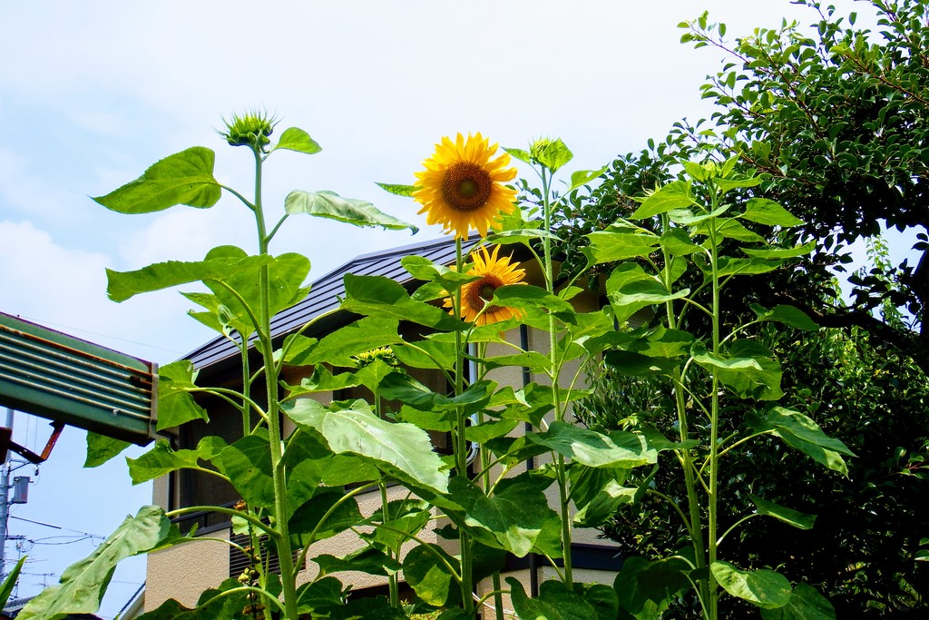 DSCF7833