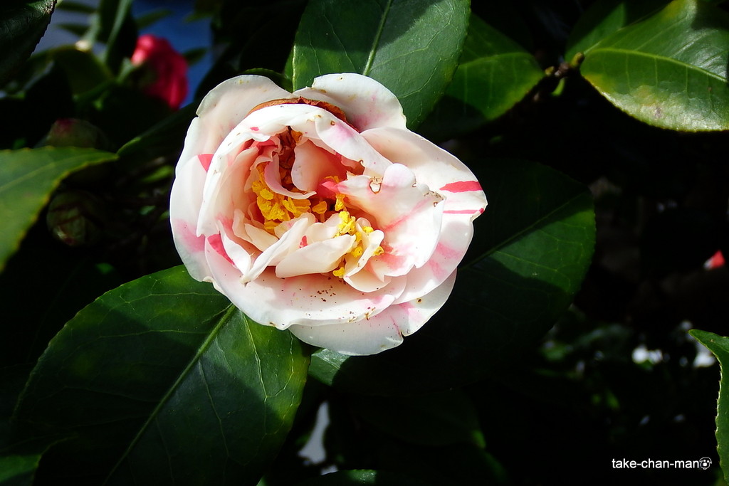 DSCF0142