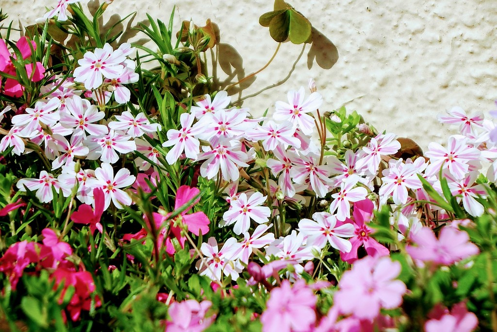 DSCF3479
